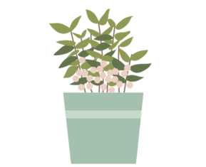 Symbolbild für Topfpflanzen